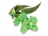 Sentiotec Dampfbadduft Euca-Minze | klimaworld.com