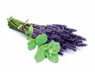 Sentiotec Dampfbadduft Lavendel Melisse